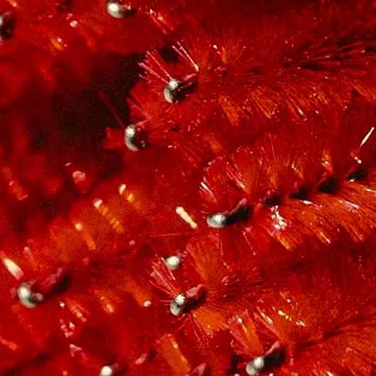 Lash 6 Pack - Classic 